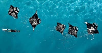 Manta ray in the waters of Raa Atoll near Brennia Kottefaru
