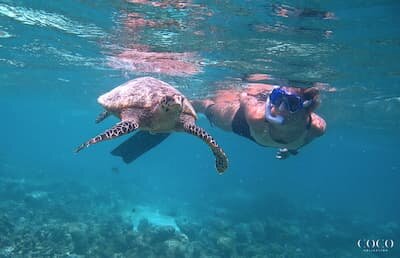 Hawksbill turtle swimming over the house reef beside the water villas at Coco Bodu Hithi